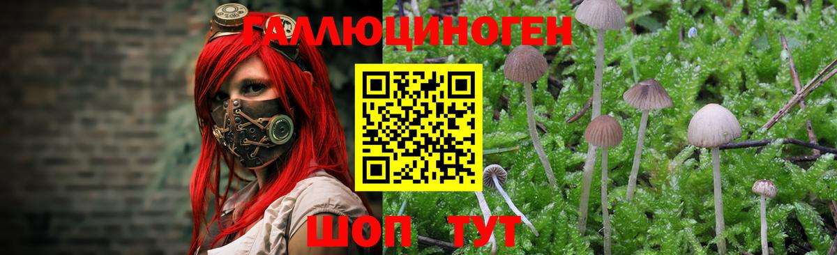 закладки  Вход с VPN  Псилоцибиновые грибы ЛСД  Полысаево  Псилоцибиновые грибы Psilocybine cubensis 